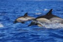 Delfines en el Cantábrico (+vídeo)