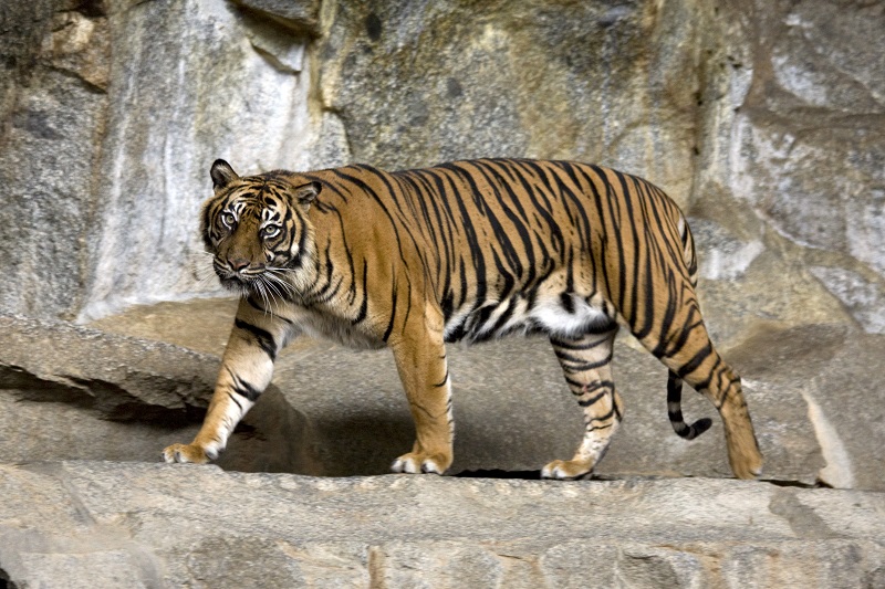 El coronavirus afecta a los grandes felinos: un tigre de un zoo de Nueva York, infectado