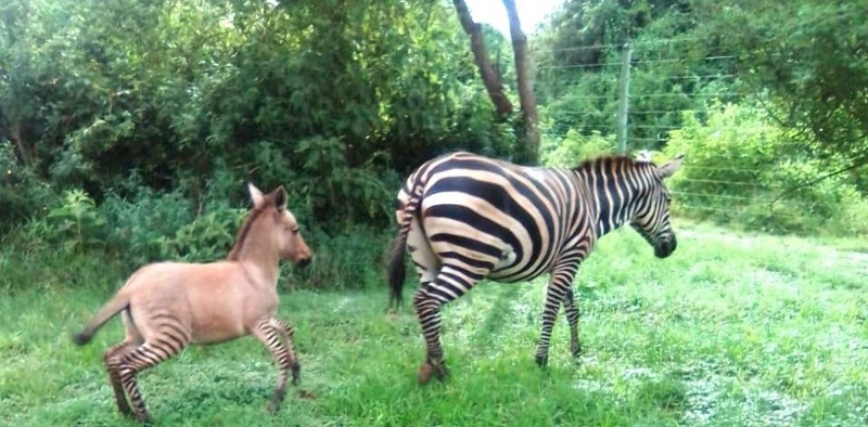 Un caso único: nació en Kenia una cría híbrido de cebra y burro