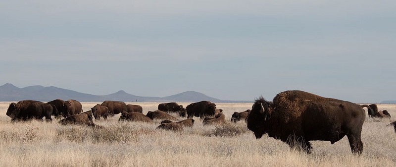 Después de un siglo, el bisonte americano regresó a México