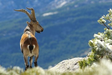 ¿Qué efectos tiene la prohibición de la caza en los parques nacionales?