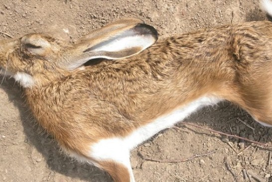 Impacto de la mixomatosis en la liebre ibérica