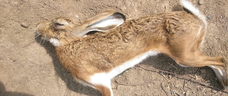 Impacto de la mixomatosis en la liebre ibérica