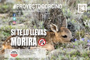 La asociación del corzo español pone en marcha la xii campaña “proyecto corcino”