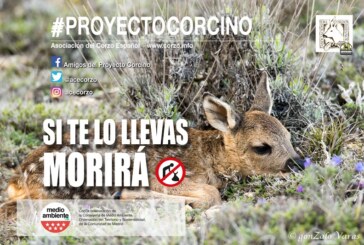 La asociación del corzo español pone en marcha la xii campaña “proyecto corcino”