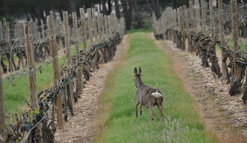 Piden cazar 12 corzos por “los daños” en viñedos de Rioja Alavesa