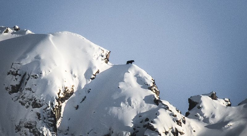 Graban al oso Goiat caminando sobre una cresta nevada en Hautes-Pyrénées