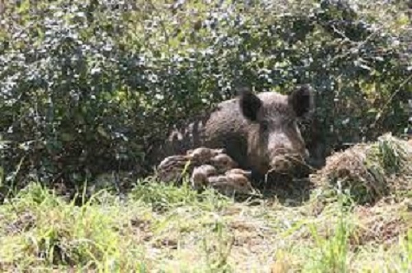 La caza por daños como actividad esencial durante el Estado de Alarma