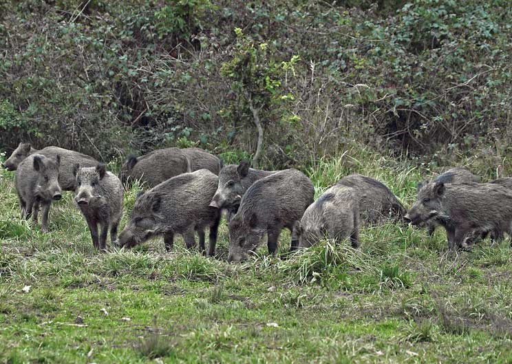 Los cazadores navarros, preocupados: el medio natural y la vida silvestre, seriamente dañado y perjudicado