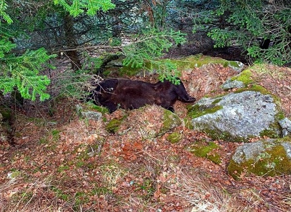 Aparece muerto el oso Cachou en el Pirineo