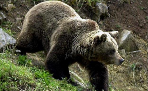 Los ecologistas se quieren llevar un oso cantábrico a los Pirineos