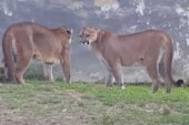 Impresionante vídeo en el que un jabalí interrumpe una pelea entre dos pumas