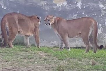 Impresionante vídeo en el que un jabalí interrumpe una pelea entre dos pumas
