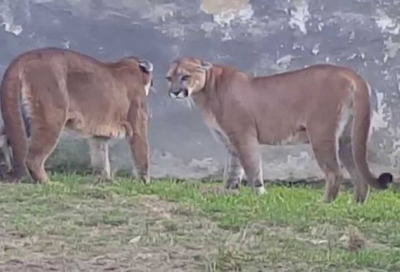 Impresionante vídeo en el que un jabalí interrumpe una pelea entre dos pumas