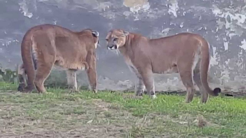 Impresionante vídeo en el que un jabalí interrumpe una pelea dos pumas -