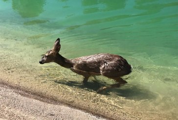 Fundación Artemisan impulsará acciones legales contra las entidades responsables de la muerte de animales en los canales