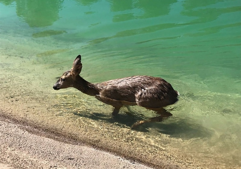 Fundación Artemisan impulsará acciones legales contra las entidades responsables de la muerte de animales en los canales