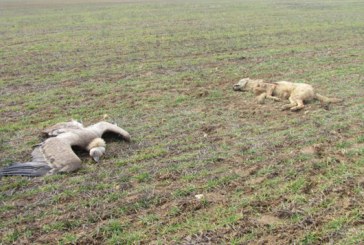 Anulan el cierre de un coto y la sanción de 26.000 euros por la aparición de veneno