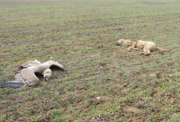 Anulan el cierre de un coto y la sanción de 26.000 euros por la aparición de veneno