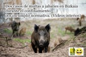 ¡INCREIBLE! Dos casos de multas a jabalíes en Bizkaia durante el confinamiento por incumplir normativa