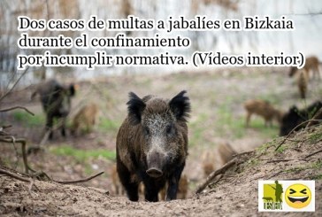 ¡INCREIBLE! Dos casos de multas a jabalíes en Bizkaia durante el confinamiento por incumplir normativa