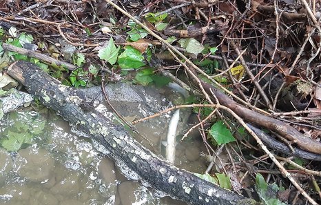 La incineradora de Zubieta vertió amoniaco en la regata en la que murieron cientos de peces