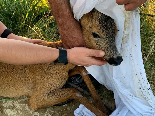 Otros tres corzos caen al Canal de Argomaniz en apenas 24 horas