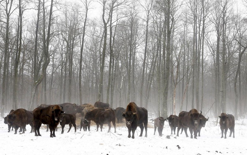 Hay una gran población de animales radioactivos en la zona de exclusión de Chernobyl, a pesar de ser tóxica para los humanos