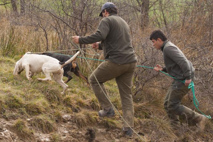 Navarra. Ampliada la autorización para el control de conejos y jabalíes a cazadores con licencia