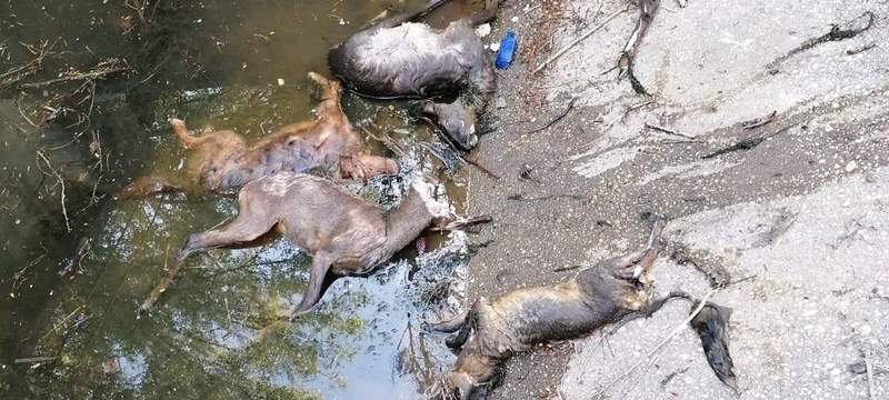 Comienza una campaña para acabar con el ahogamiento de animales en los canales