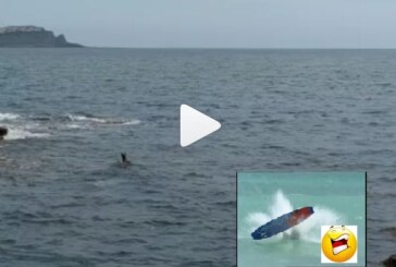 Pese a las restricciones un corzo intento surfear la ola de Mundaka (Ver vídeo)