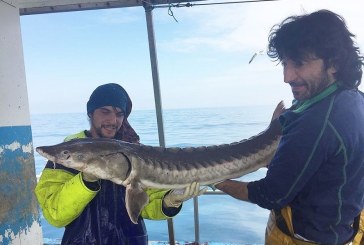 Pesquero le Lekeitio captura vivo y suelta un esturión