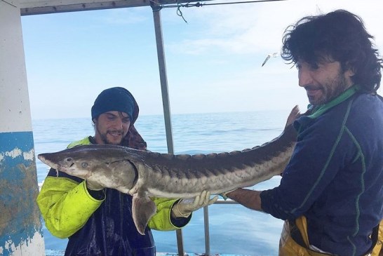 Pesquero le Lekeitio captura vivo y suelta un esturión