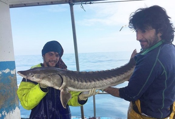 Pesquero le Lekeitio captura vivo y suelta un esturión