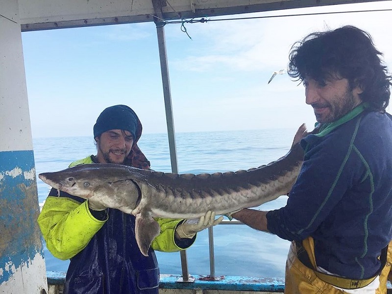 Pesquero le Lekeitio captura vivo y suelta un esturión