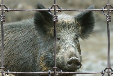 Desmintiendo las mentiras animalistas sobre las granjas cinegéticas, las poblaciones de especies silvestres y la caza