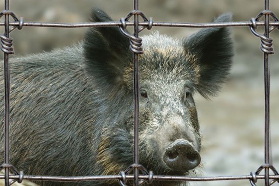 Desmintiendo las mentiras animalistas sobre las granjas cinegéticas, las poblaciones de especies silvestres y la caza