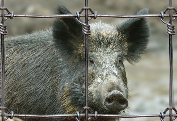 Desmintiendo las mentiras animalistas sobre las granjas cinegéticas, las poblaciones de especies silvestres y la caza