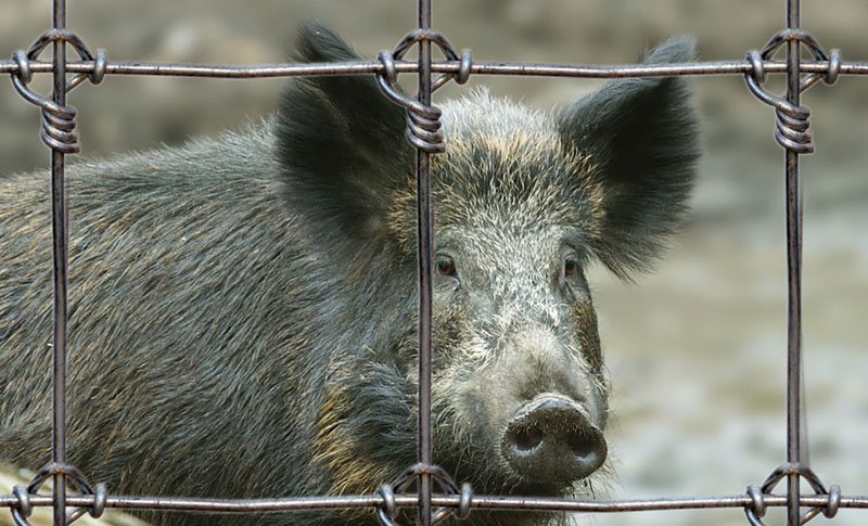 Desmintiendo las mentiras animalistas sobre las granjas cinegéticas, las poblaciones de especies silvestres y la caza