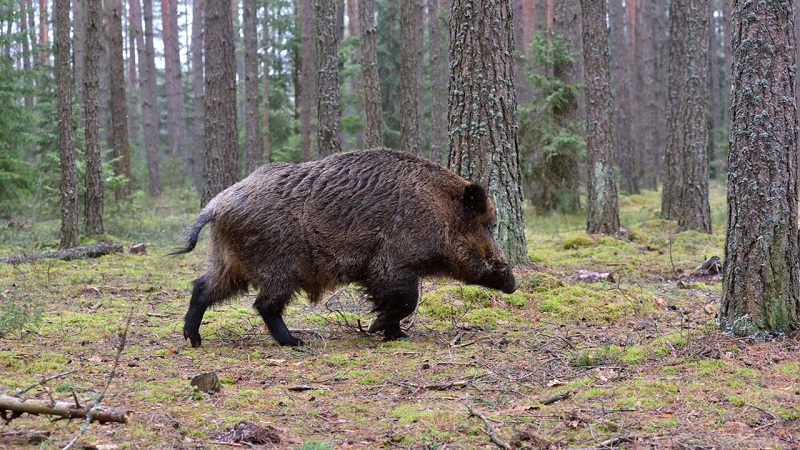 Galicia autorizará batidas de jabalíes para frenar su avance descontrolado