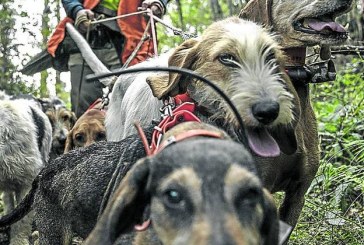 Exigen la apertura de la caza para regular la población de corzo y jabalí