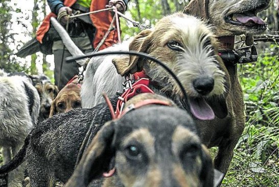 Exigen la apertura de la caza para regular la población de corzo y jabalí