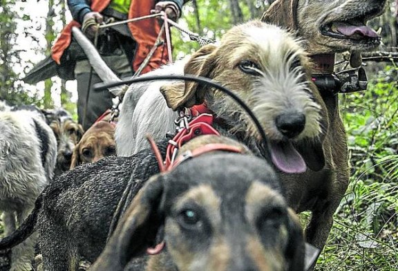 Exigen la apertura de la caza para regular la población de corzo y jabalí