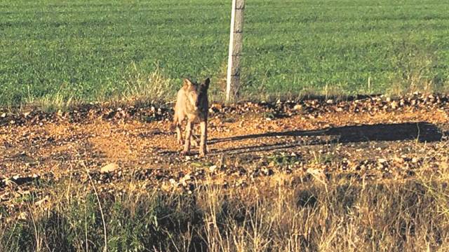 El preocupante aumento de los ataques de lobos en Salamanca