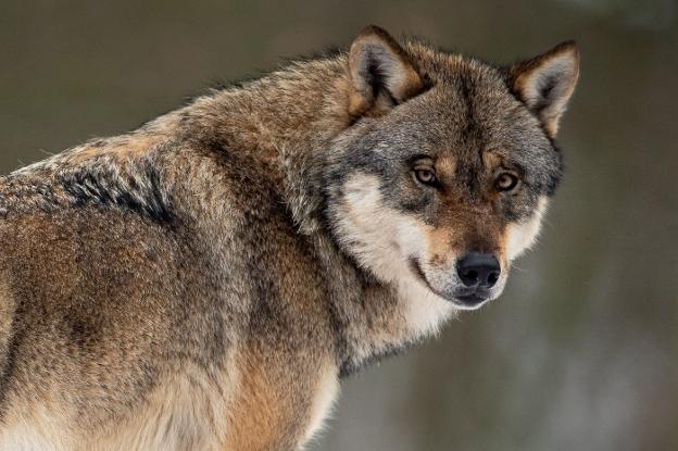 Los vecinos empiezan a tener miedo, nos encontramos con lobos a todas horas y más cerca de casa