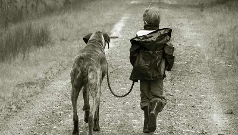 Los cazadores piden poder sacar a los perros de caza a los cotos para mejorar el bienestar de los animales