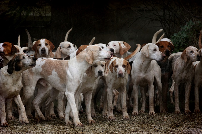 ¿Qué sabemos sobre la infección por Coronavirus SARS CoV-2 en animales?