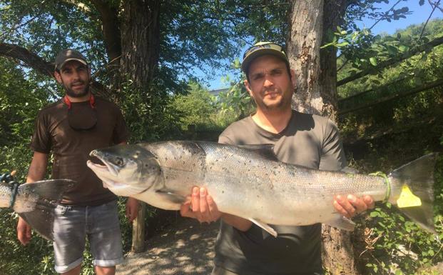 Los números reflejan el retraso de la atípica temporada de la pesca del salmón en Asturias