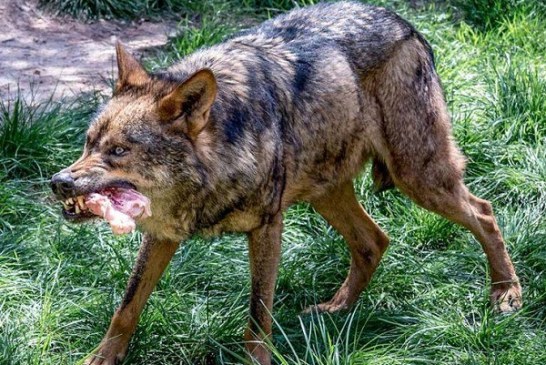 Castilla y León autorizará la caza del lobo