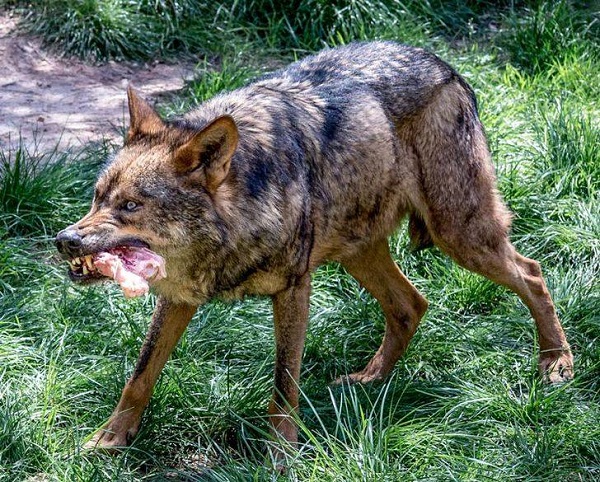 Castilla y León autorizará la caza del lobo